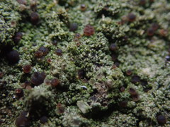 Bacidia subcerina
