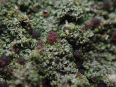 Bacidia subcerina