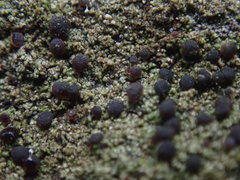 Bacidia subcerina