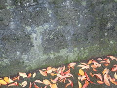 Bacidia subcerina