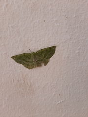 Himeromima aulis