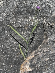 Gibasis linearis rhodantha