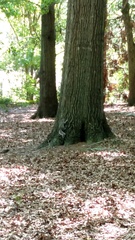 Sciurus carolinensis