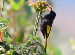 Drepanorhynchus reichenowi