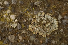Punctelia stictica