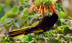 Drepanorhynchus reichenowi