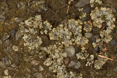 Punctelia stictica