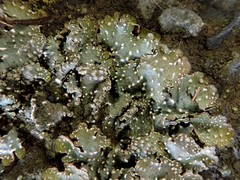 Punctelia stictica