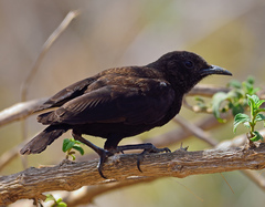 Myrmecocichla aethiops