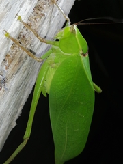 Stilpnochlora quadrata