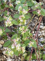 Euphorbia dentosa