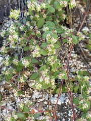Euphorbia dentosa