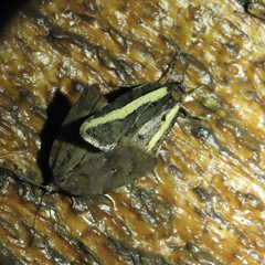 Acleris gloveranus