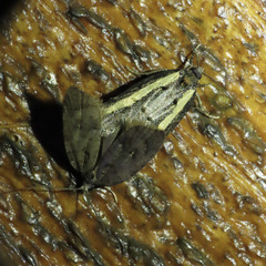 Acleris gloveranus