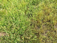 Deschampsia danthonioides