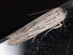 Holcocera gigantella