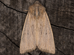 Benjaminiola colorada