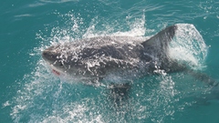 Carcharodon carcharias