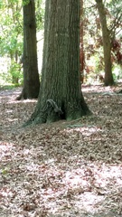 Sciurus carolinensis