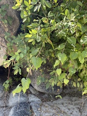 Vitis peninsularis