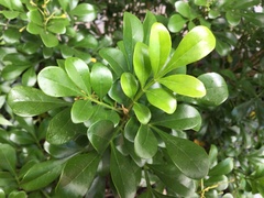 Aglaia odorata microphyllina