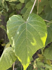 Vitis peninsularis