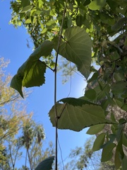 Vitis peninsularis