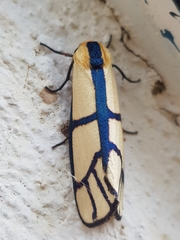 Anaphosia cyanogramma