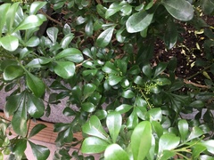 Aglaia odorata microphyllina