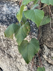Vitis peninsularis