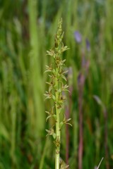 Prasophyllum suaveolens
