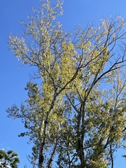 Populus brandegeei