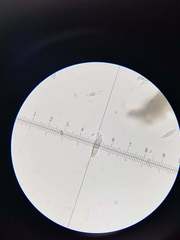 Bacidia subcerina
