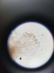 Bacidia subcerina