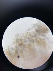 Bacidia subcerina