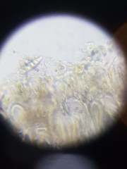 Bacidia subcerina