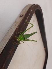 Stilpnochlora thoracica