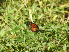 Limenitis archippus watsoni