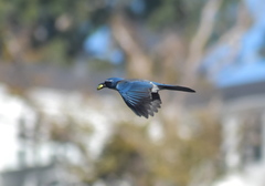 Aphelocoma californica