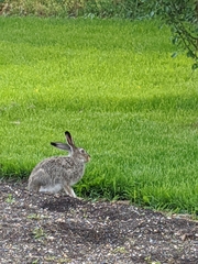Lepus townsendii
