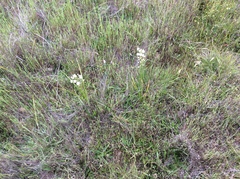 Toxicoscordion fontanum