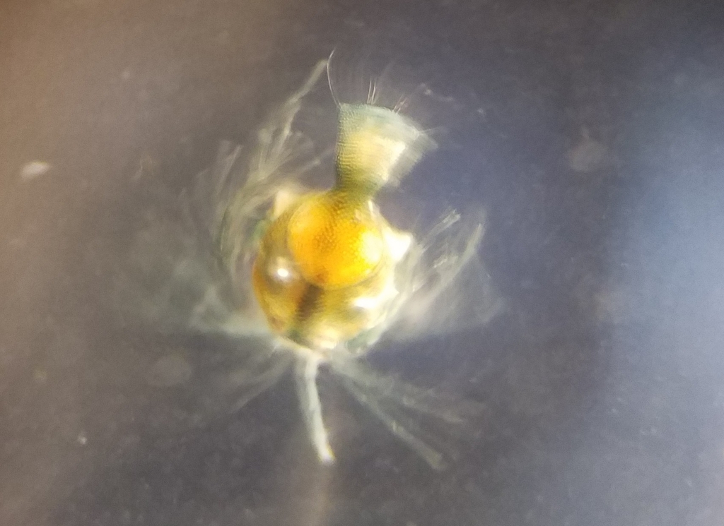 Arrenurus expansus
