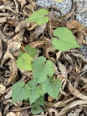 Vitis peninsularis