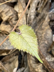 Vitis peninsularis