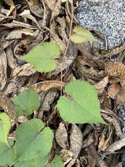 Vitis peninsularis