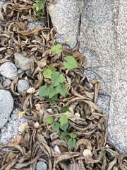 Vitis peninsularis