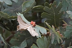 Andricus crystallinus