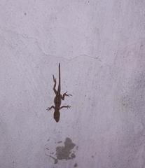 Anolis schiedii