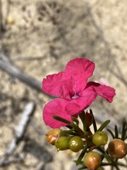 Pileanthus filifolius