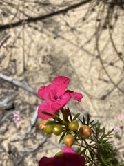 Pileanthus filifolius